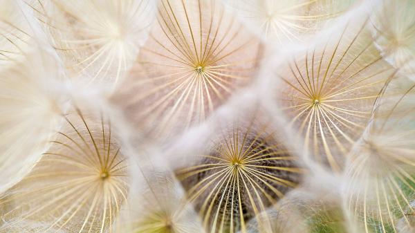 Free dandelion macro wallpaper download