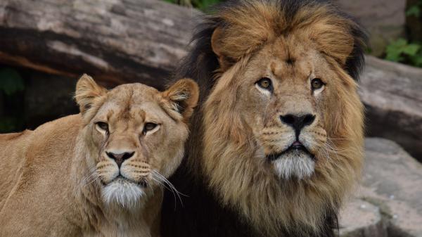 Free daring lions closeup view in forest with blur background 4k 5k hd lion wallpaper download