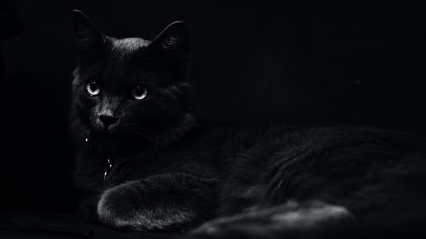 Free dark black cat 4k 5k hd wallpaper download