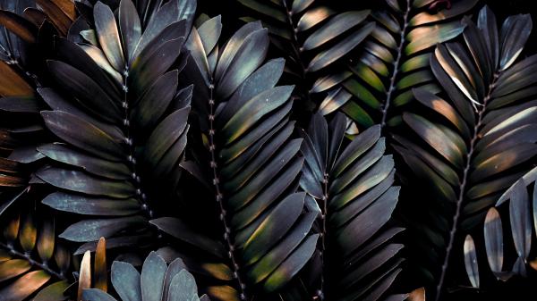 Free dark leaves 5k wallpaper download