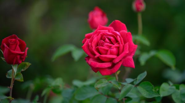 Free dark pink rose flower with leaves in buds with leaves background 4k 5k hd flowers wallpaper download