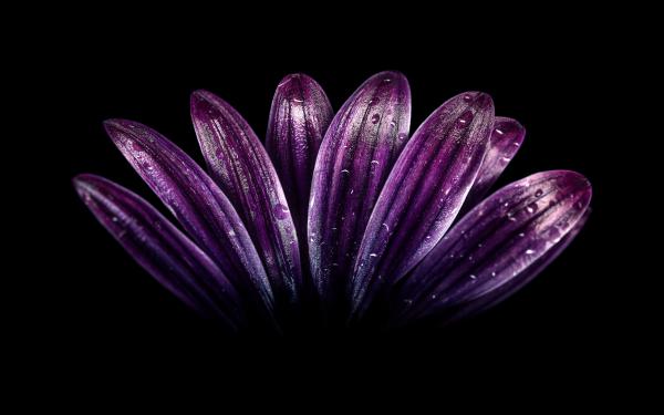 Free dark purple flower 4k wallpaper download