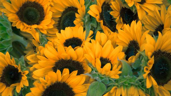 Free dark yellow sunflowers 4k hd flowers wallpaper download