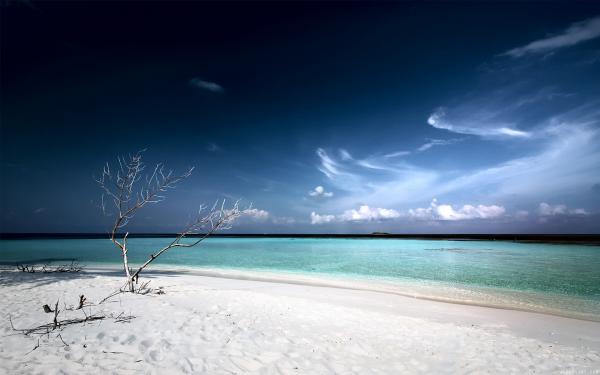 free dead tree beach wallpaper download