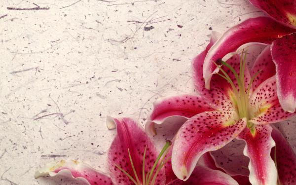 Free decor lily wallpaper download