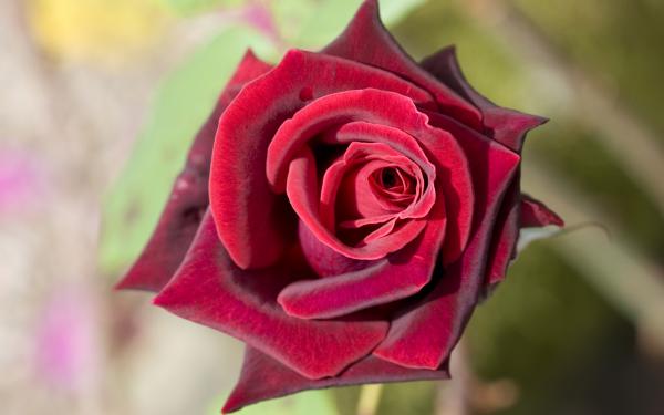 Free deep red rose wallpaper download