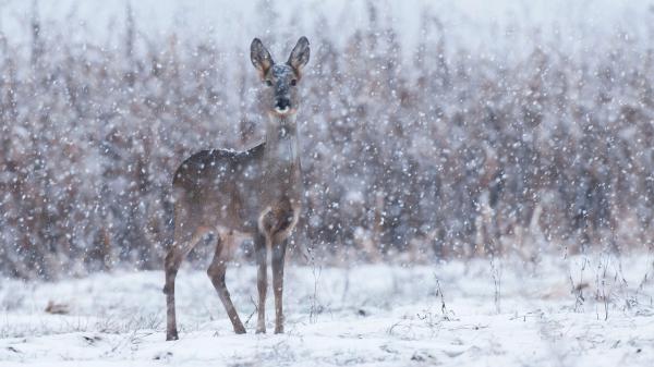 Free deer is standing on snow falling during winter hd animals wallpaper download