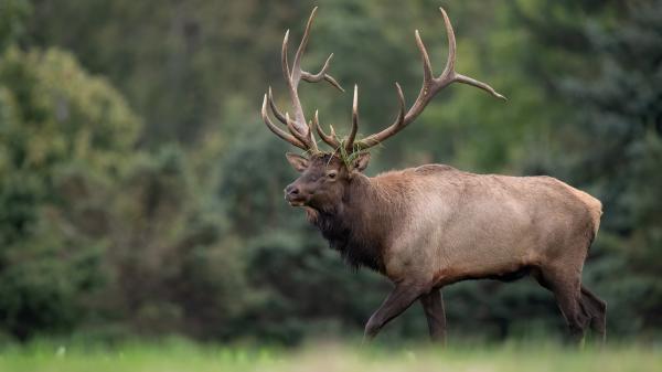 Free deer on green grass field with blur background 4k hd animals wallpaper download