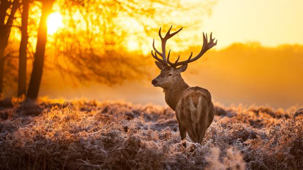 Free deer with background of tree and sunrise hd animals wallpaper download