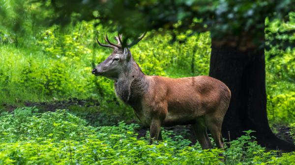 Free deer with horns hd animals wallpaper download