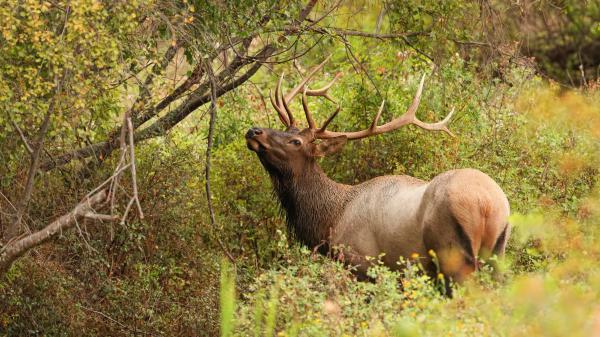 Free deer with sharp horns 4k 5k hd animals wallpaper download