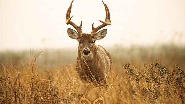 Free deer with sharp horns hd deer wallpaper download