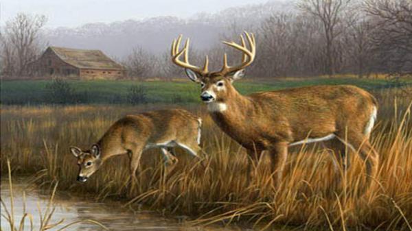 Free deers are standing near stream with background of trees and sky hd deer wallpaper download