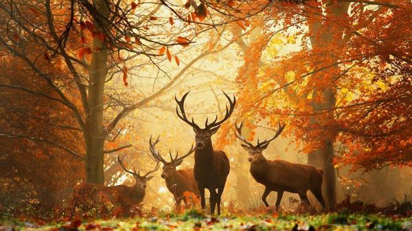 Free deers in forest with sharp horns hd animals wallpaper download