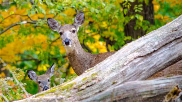 Free deers with background of foliage trees hd deer wallpaper download