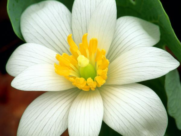 Free delicate bloodroot wallpaper download