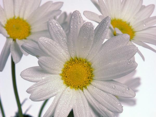 Free delicate daisies wallpaper download