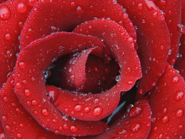 Free delicate dewy rose 2 wallpaper download