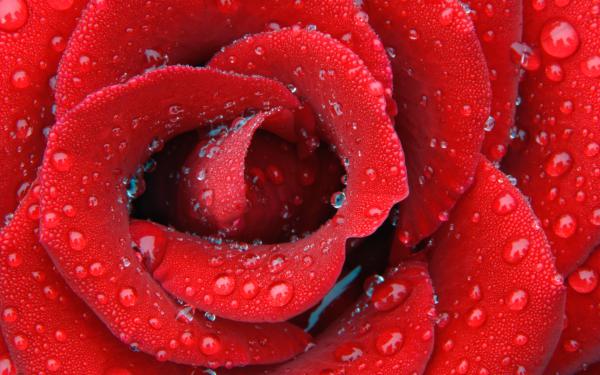 Free delicate dewy rose wallpaper download