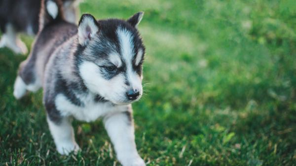 Free devil mask siberian husky puppy on green grass field hd animals wallpaper download