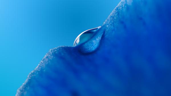 Free dew drop macro blue wallpaper download