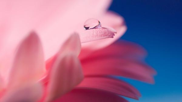 Free dew drop on flower wallpaper download