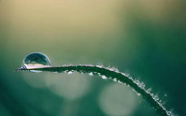 Free dew drops 4k wallpaper download