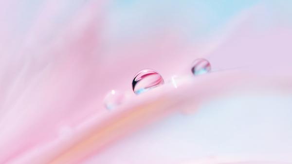 Free dew drops macro wallpaper download