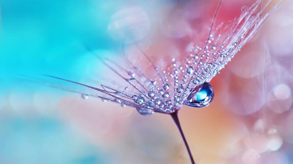 Free dew drops on flower wallpaper download