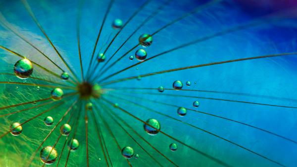 Free dew drops wallpaper download