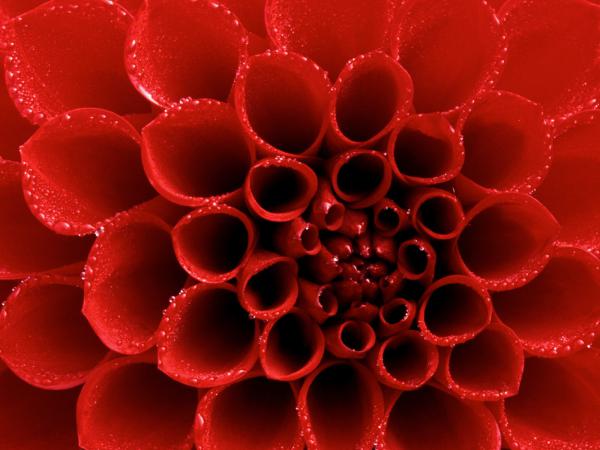 Free dew tipped red dahlia wallpaper download