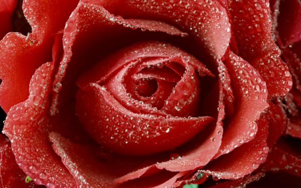 Free dewy red rose wallpaper download