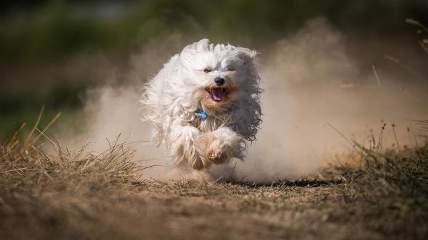 Free dog havana bichon is running hd animals wallpaper download