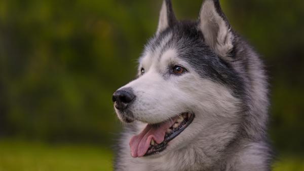 Free dog husky 4k 5k hd animals wallpaper download