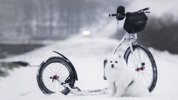 Free dog is sitting snow covered road during winter hd animals wallpaper download