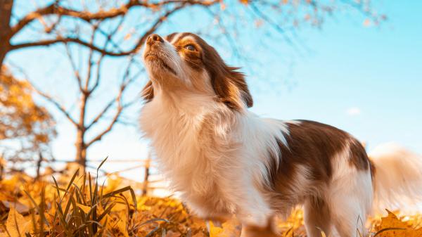 Free dog pet fluffy leaves autumn 4k hd animals wallpaper download