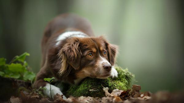 Free dog with brown and white color hd animals wallpaper download