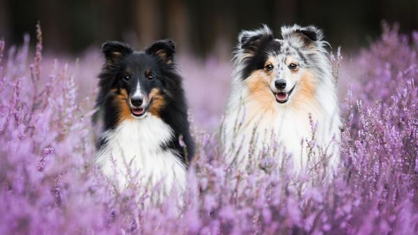 Free dogs around purple flowers hd animals wallpaper download