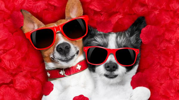 Free dogs with sunglasses 4k 5k hd animals wallpaper download