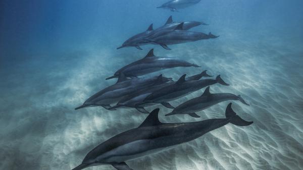 Free dolphins in water hd animals wallpaper download