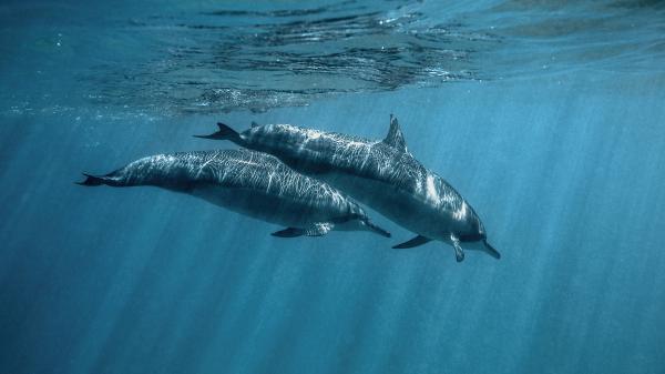 Free dolphins inside the water hd animals wallpaper download