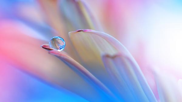 Free drop on flower honor magicbook wallpaper download