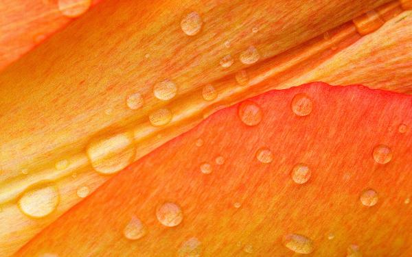 Free drops on flower petals wallpaper download