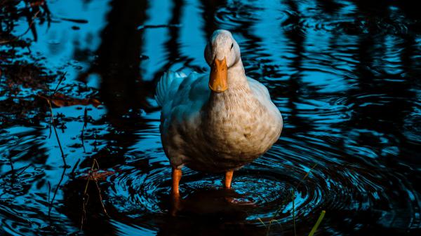 Free duck is standing on pond water hd birds wallpaper download