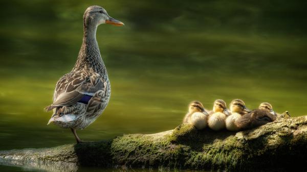 Free duck is standing on rock around water with one leg near baby ducks hd birds wallpaper download