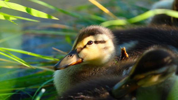 Free duck with brown eyes 4k 5k hd birds wallpaper download