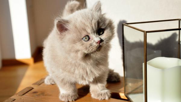 Free dull brown kitten is standing on the wooden table hd kitten wallpaper download