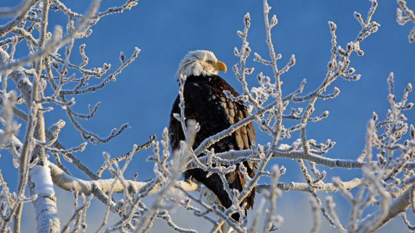 Free eagle is standing on tree branch with no leaves in blue background hd birds wallpaper download