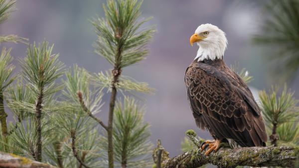 Free eagle is standing on tree branch with shallow background 4k 5k hd birds wallpaper download