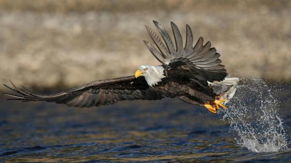 Free eagle is trying to catch fish on water 4k hd birds wallpaper download